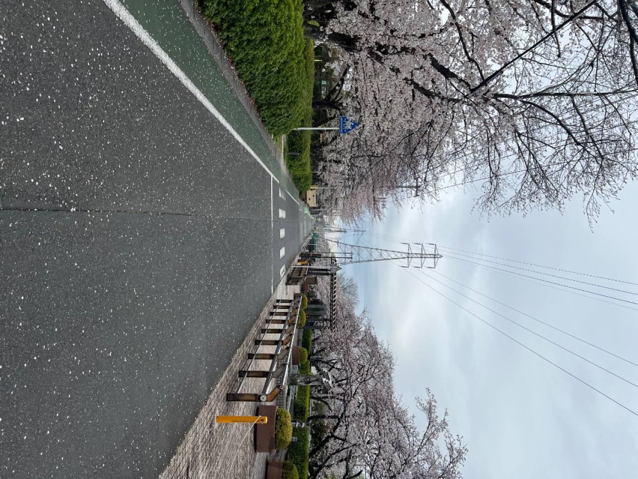 さくら通りの花見・桜情報【2026】｜ウェザーニュース