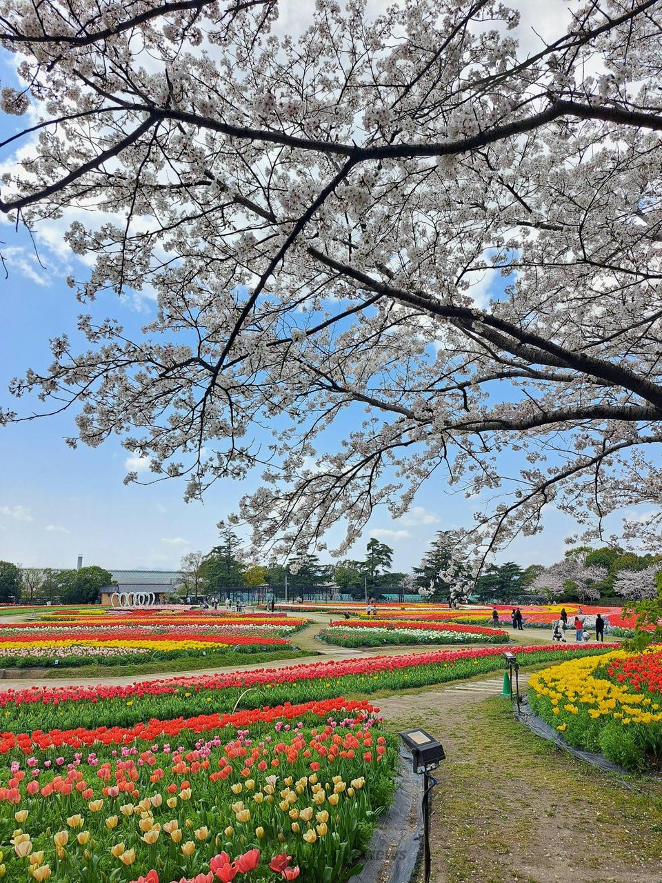 なばなの里の花見・桜情報【2026】｜ウェザーニュース