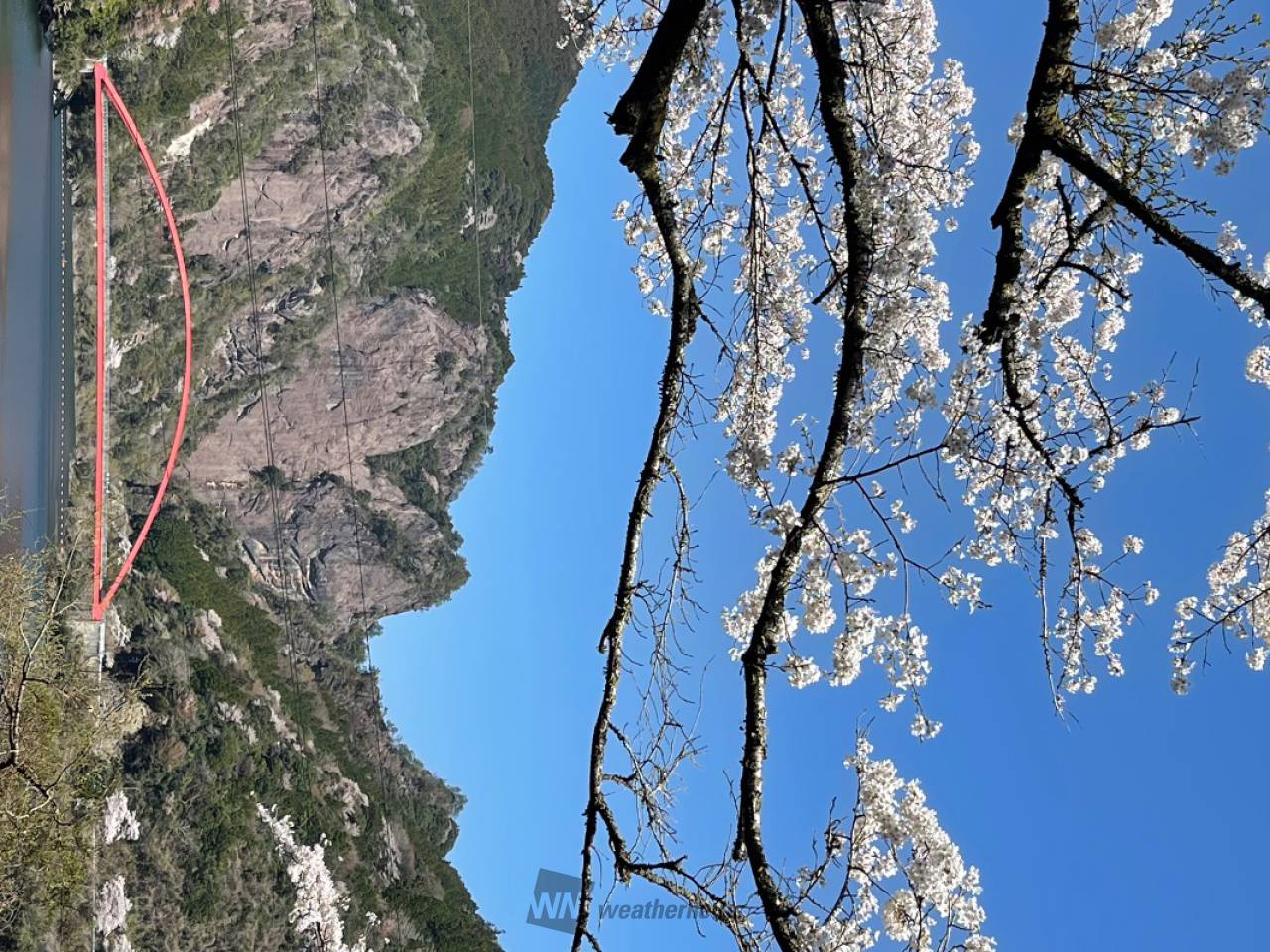 日向神ダムの千本桜の花見・桜情報【2025】｜ウェザーニュース