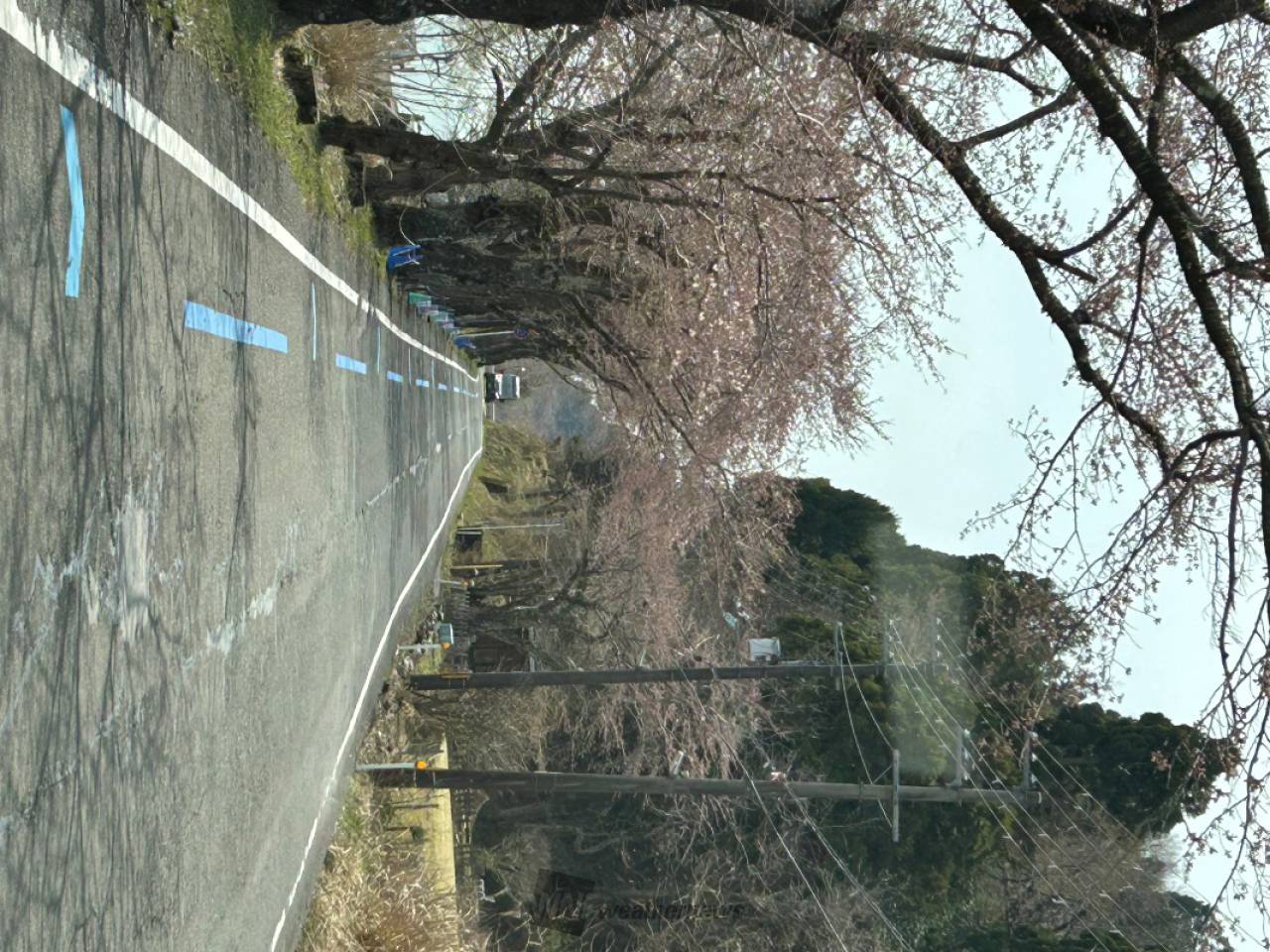 さくらリポート | さくら開花情報 - ウェザーニュース