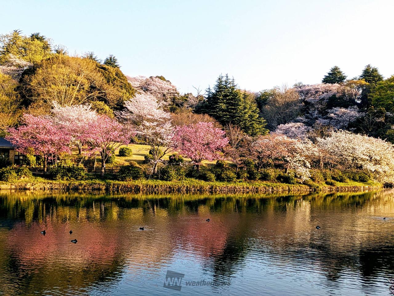 神奈川県立三ツ池公園の花見・桜情報【2025】｜ウェザーニュース