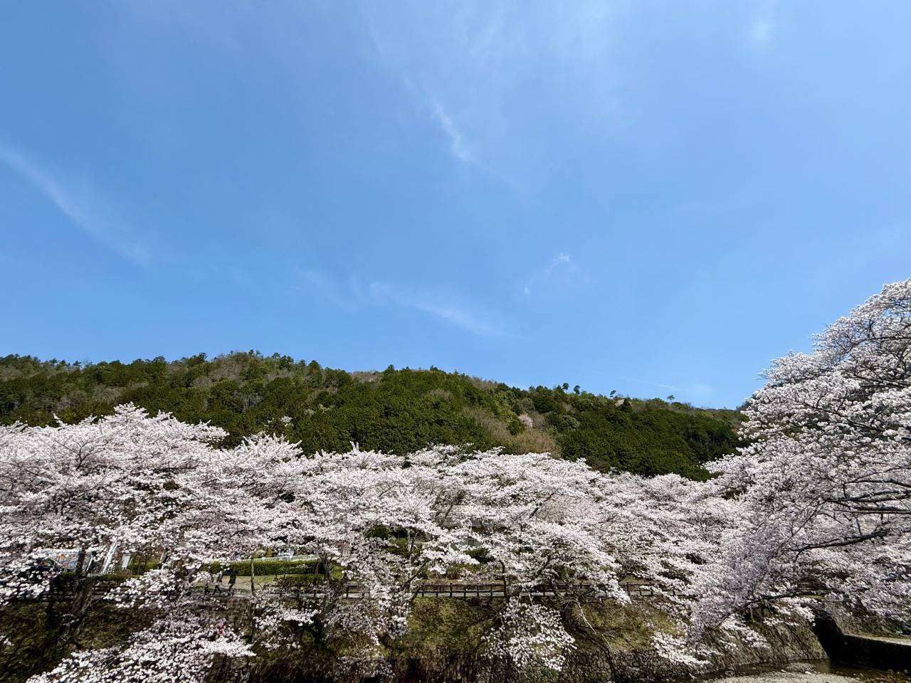 和らぎの道(さくら公園)の花見・桜情報【2025】｜ウェザーニュース
