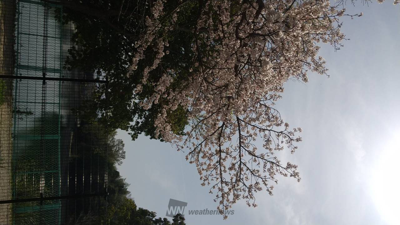 狭山池公園の花見・桜情報【2025】|ウェザーニュース 狭山池公園の花見・桜情報【2025】|ウェザーニュース