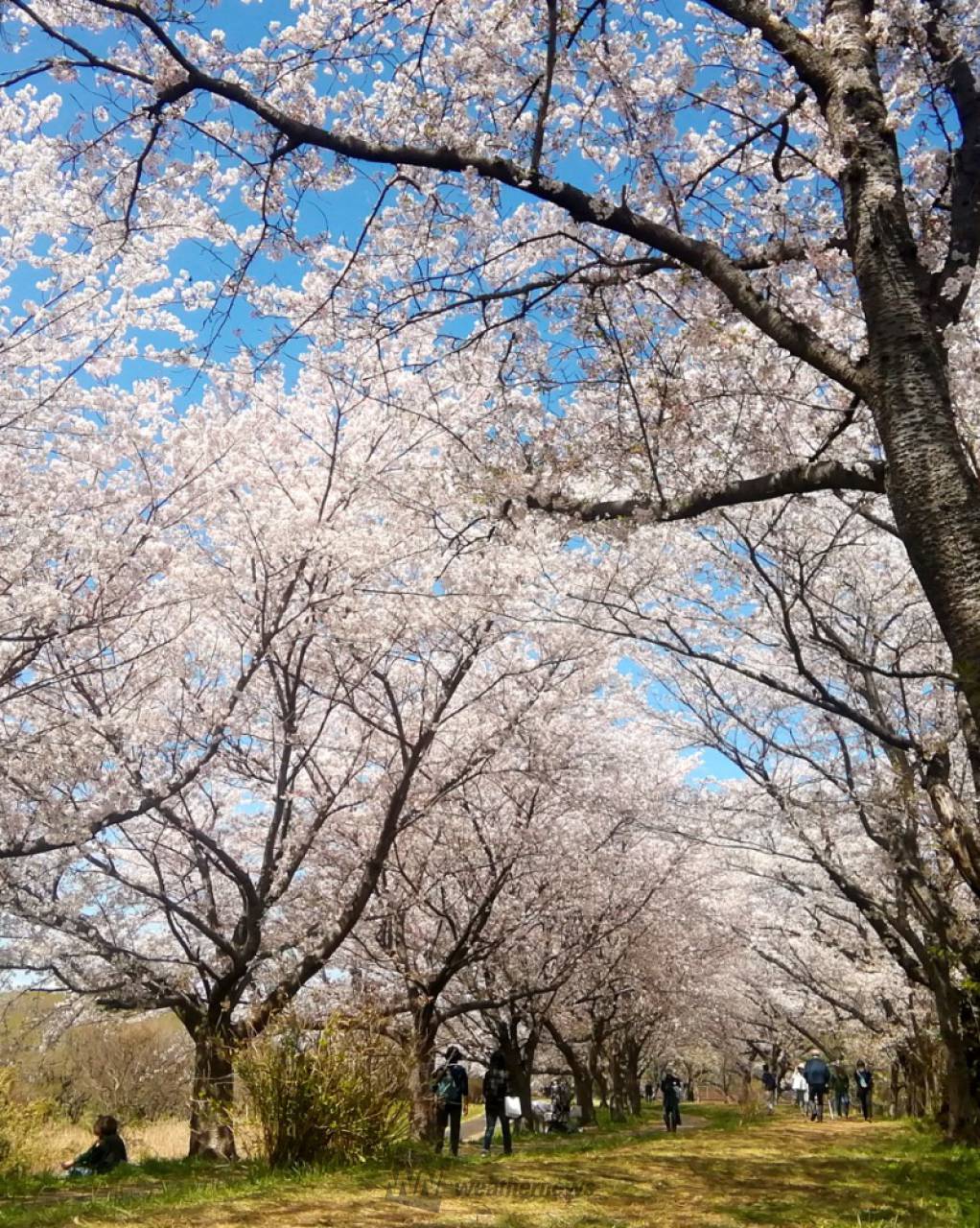 福岡堰の桜並木の花見・桜情報【2025】｜ウェザーニュース