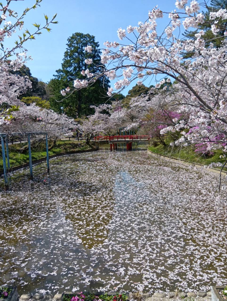 津偕楽公園の花見・桜情報【2025】｜ウェザーニュース