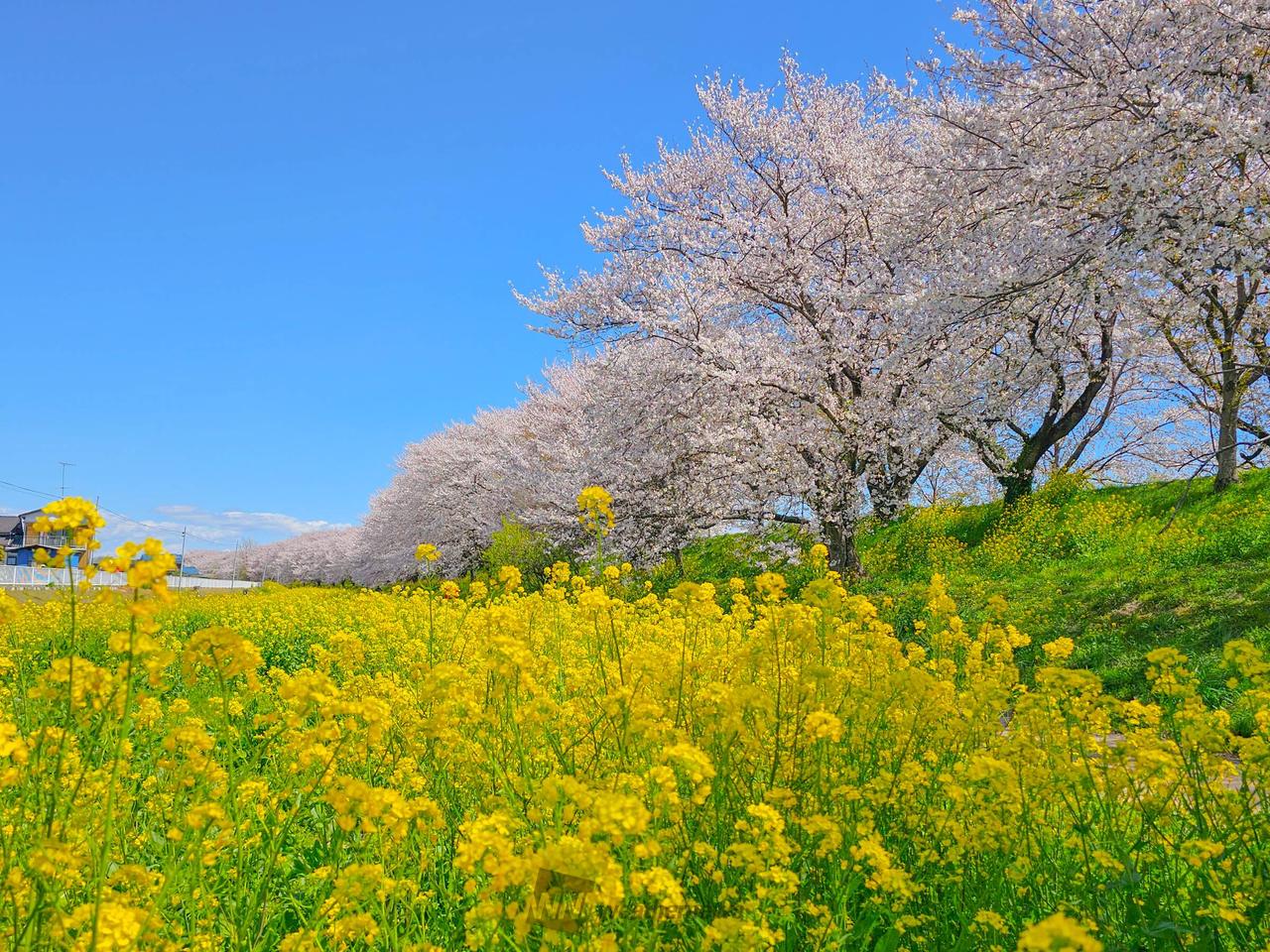 匠桜 小堤さん 専用ページ 浜松市】浜名区・都田川桜堤がほぼ満開に！2025年の桜吹雪は今週末