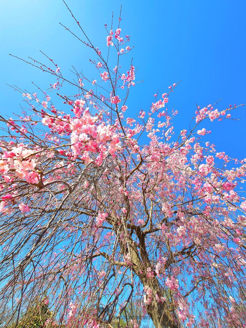 さくらリポート | さくら開花情報 - ウェザーニュース