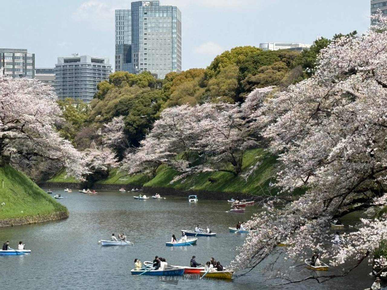 桜満開 Amazon.co.jp: CEREZO(さくら)満開-セレッソ大阪オフィシャル