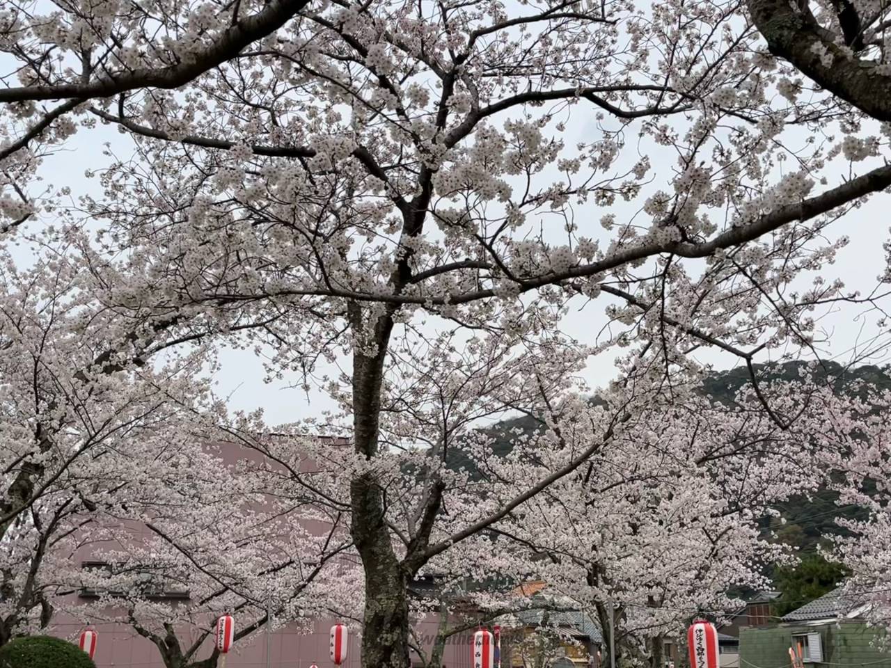 小浜公園の花見・桜情報【2025】｜ウェザーニュース