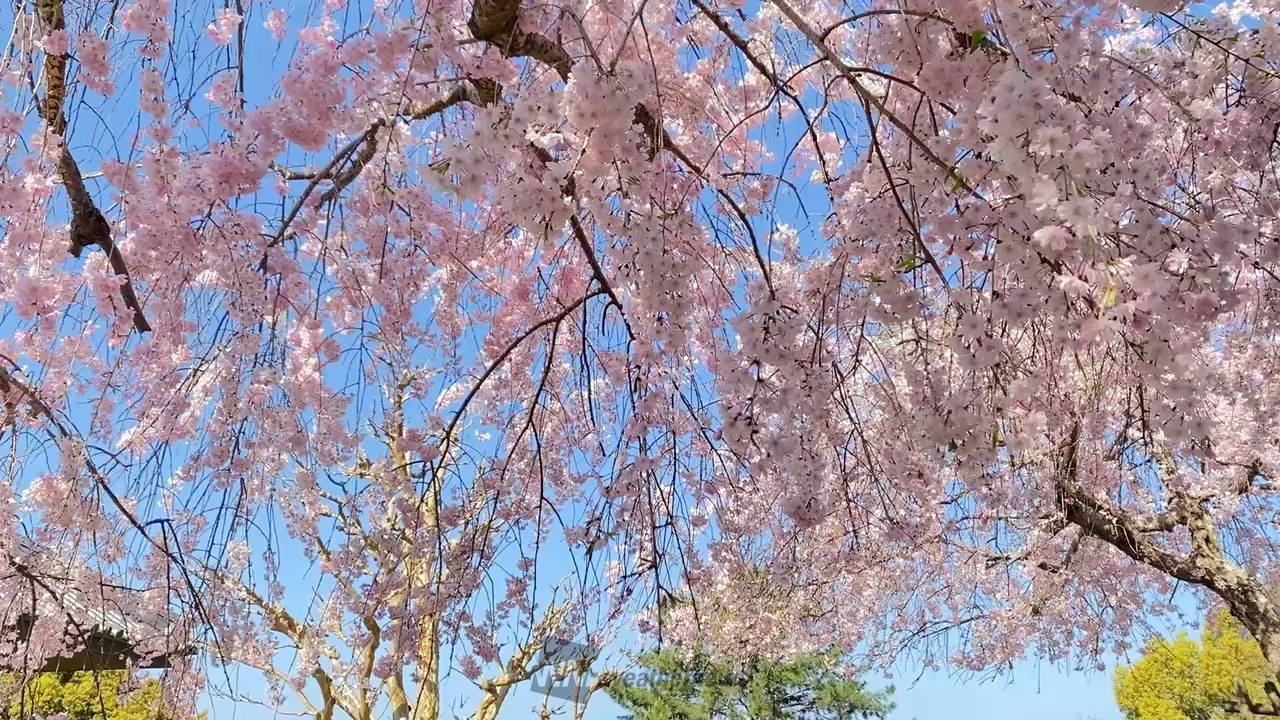 奈良公園(ナラココノエザクラ)の花見・桜情報【2025】｜ウェザー