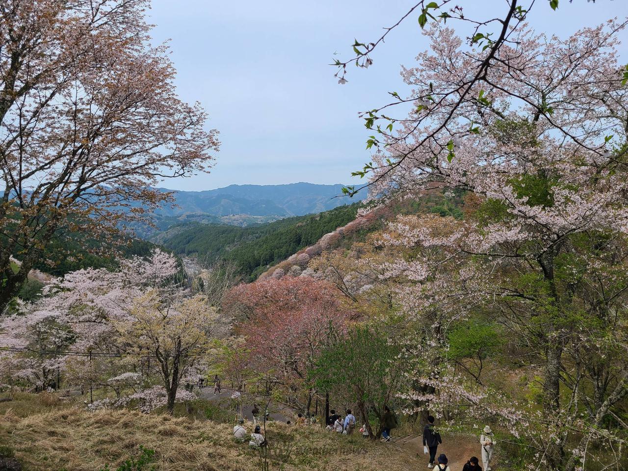 吉野山(下千本)の花見・桜情報【2025】｜ウェザーニュース