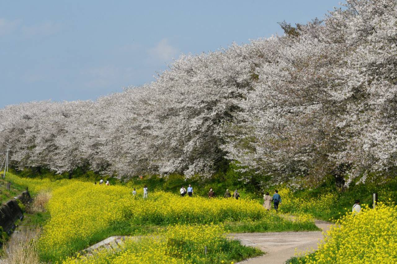 さくら堤公園の花見・桜情報【2025】｜ウェザーニュース