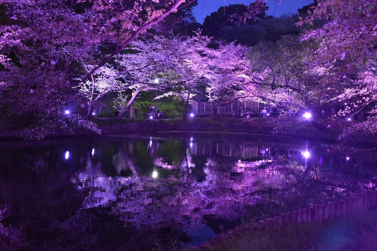 大池公園の花見・桜情報【2025】｜ウェザーニュース