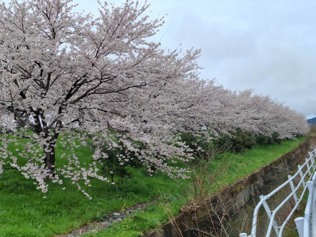 大河津分水桜並木の花見・桜情報【2025】｜ウェザーニュース