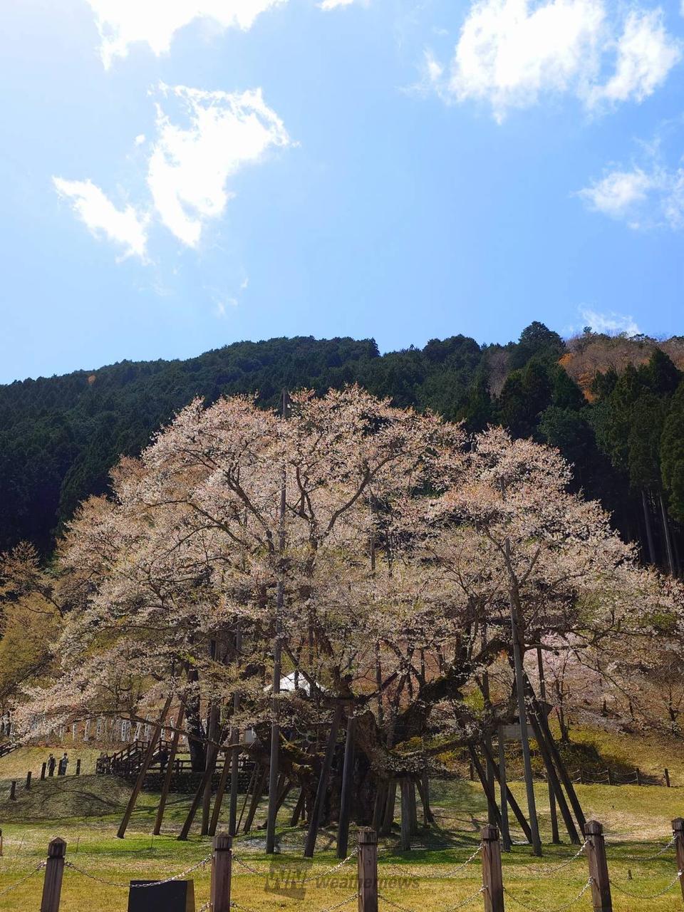 根尾の淡墨桜‼️値段交渉OK です‼️ 根尾谷淡墨ザクラの花見・桜情報【2025】｜ウェザーニュース