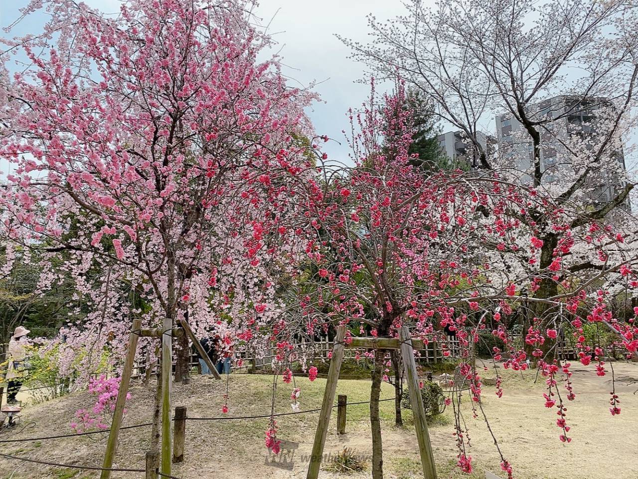 縮景園の花見・桜情報【2025】｜ウェザーニュース