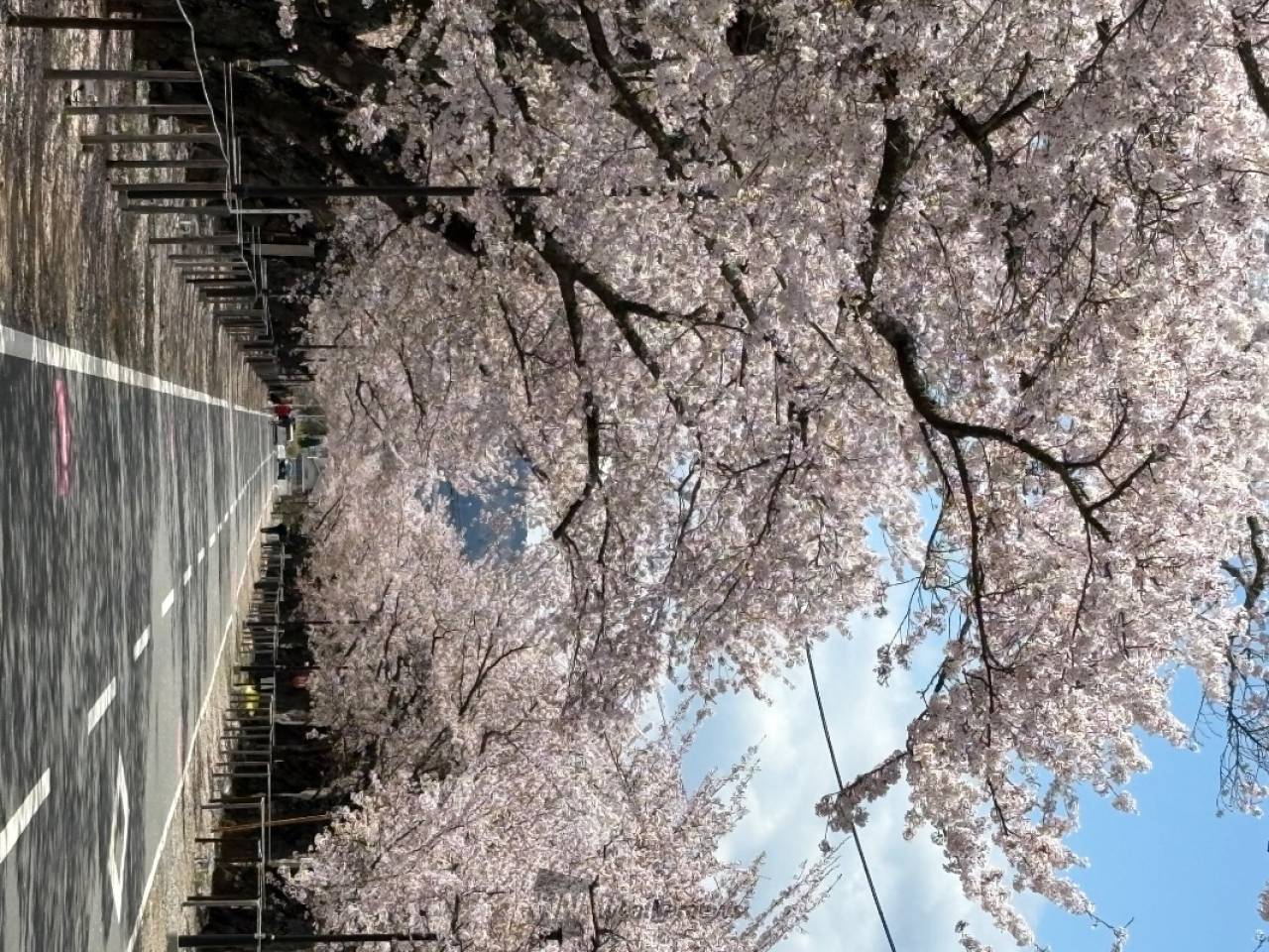 夜の森の桜並木の花見・桜情報【2025】｜ウェザーニュース