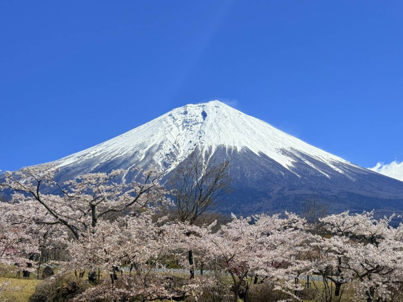 富士桜自然墓地公園の花見・桜情報【2026】｜ウェザーニュース