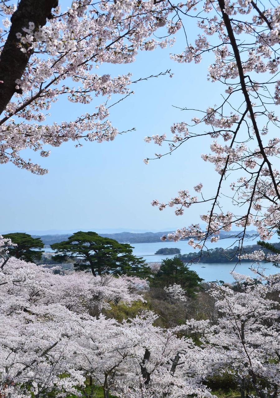 西行戻しの松公園の花見・桜情報【2025】｜ウェザーニュース