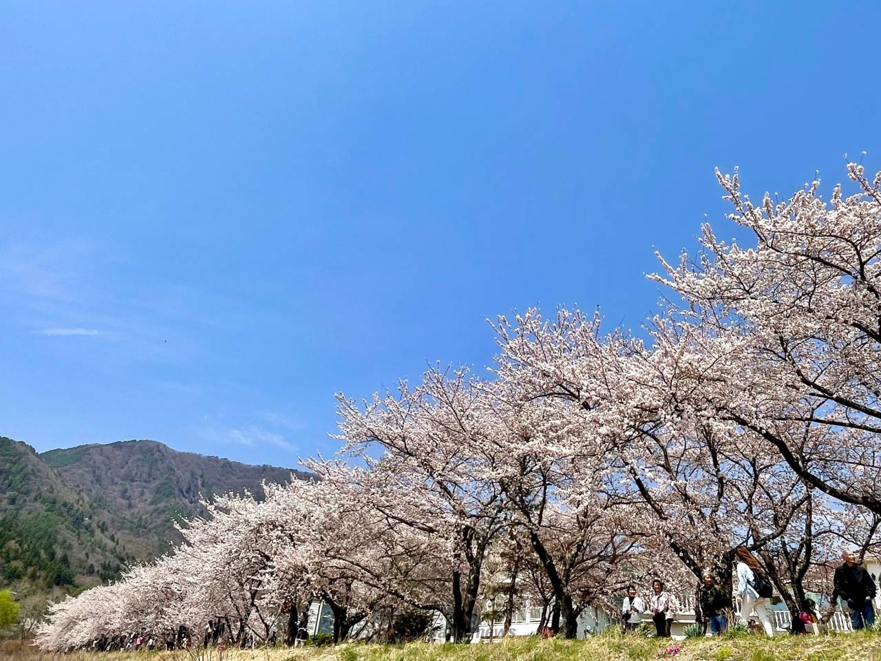 河口湖北岸円形ホール付近の花見・桜情報【2025】|ウェザーニュース 河口湖北岸円形ホール付近の花見・桜情報【2025】|ウェザーニュース
