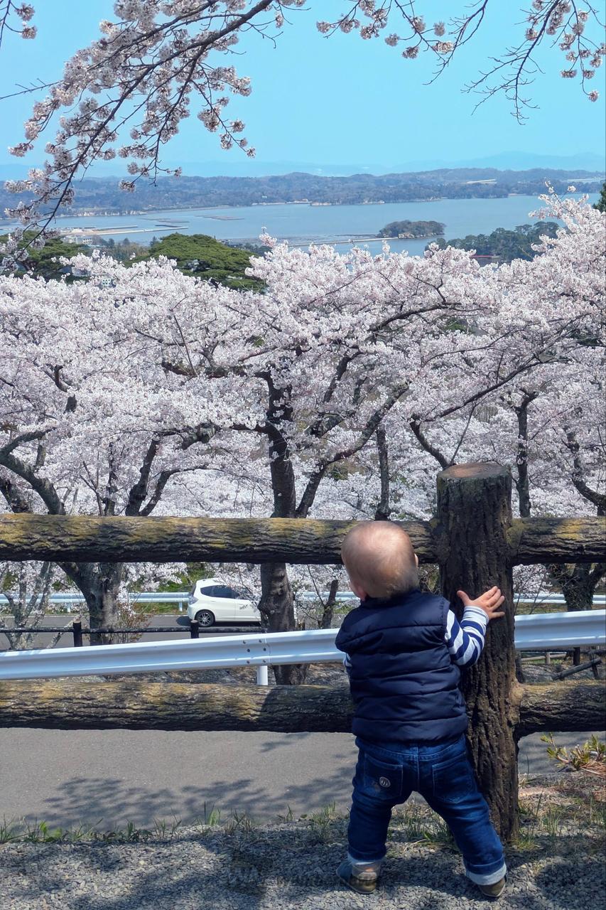 西行戻しの松公園の花見・桜情報【2025】｜ウェザーニュース