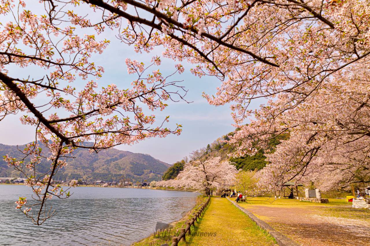海津大崎の花見・桜情報【2025】｜ウェザーニュース