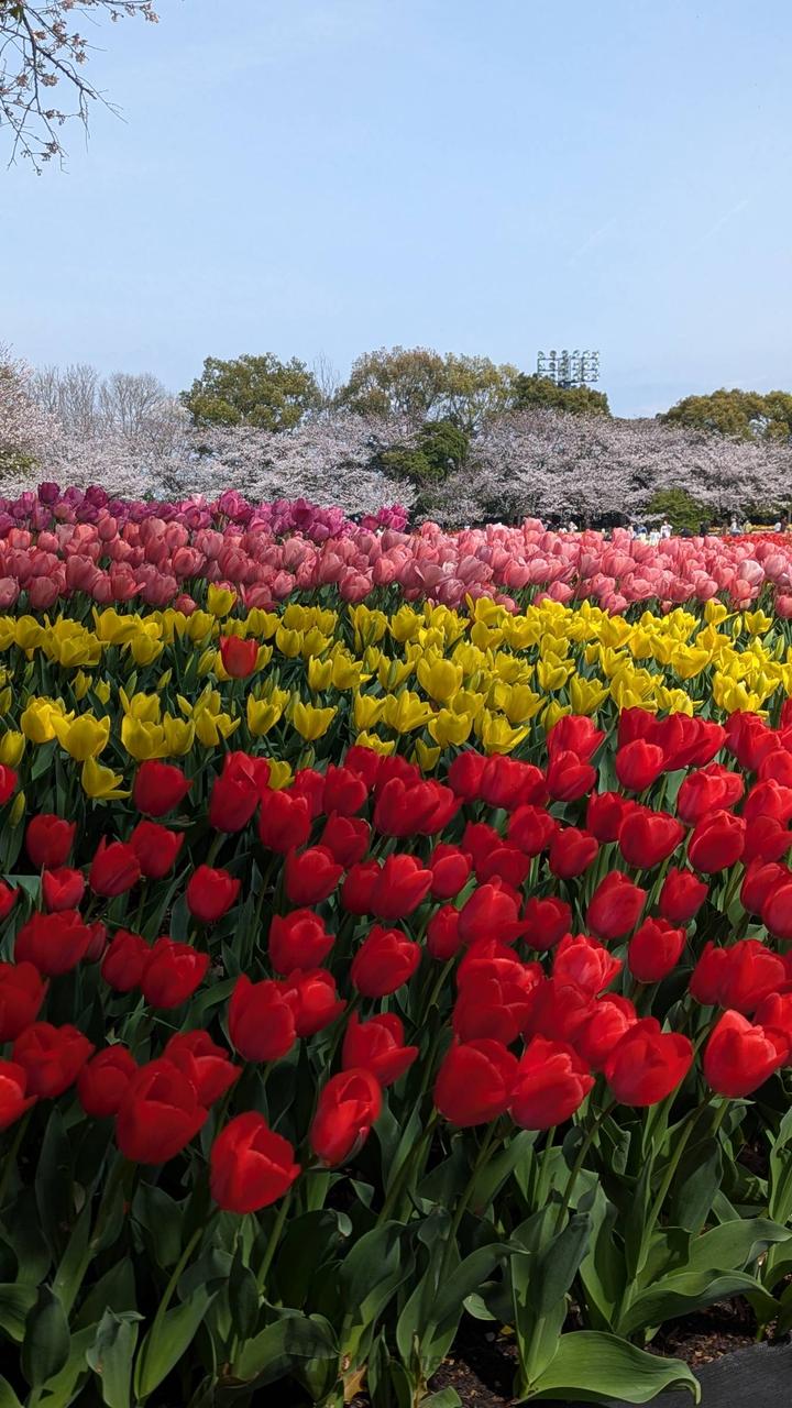 なばなの里の花見・桜情報【2026】｜ウェザーニュース