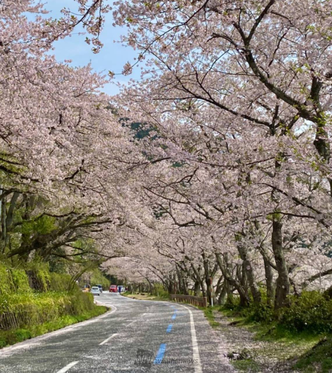 海津大崎の花見・桜情報【2025】｜ウェザーニュース