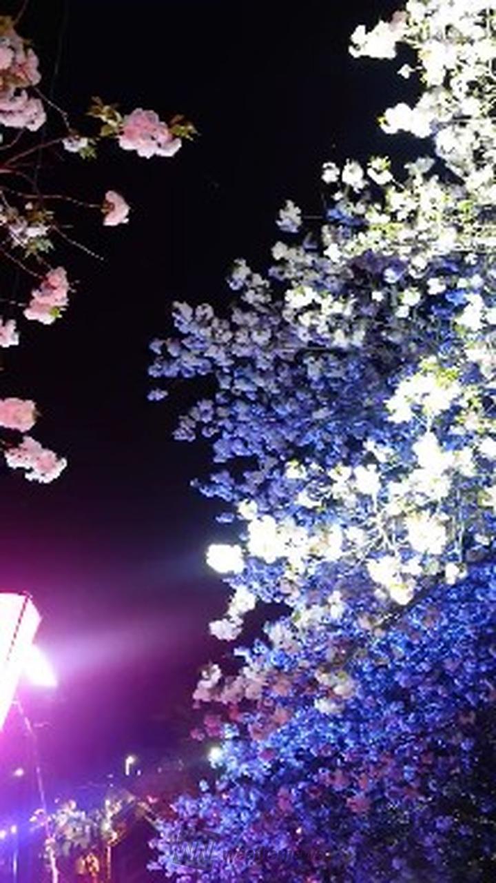 静峰ふるさと公園の花見・桜情報【2025】｜ウェザーニュース