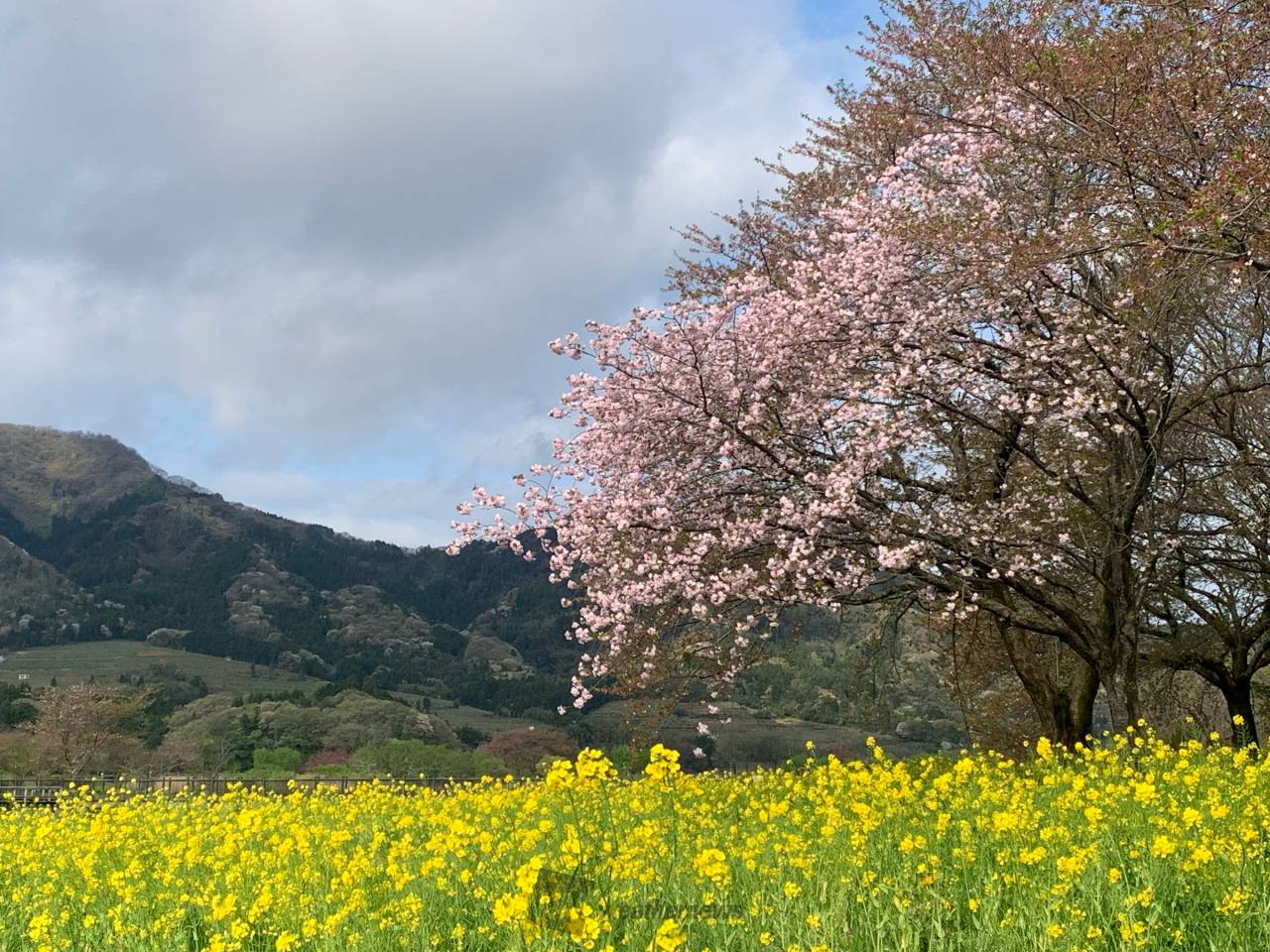 上堰潟公園の花見・桜情報【2026】｜ウェザーニュース