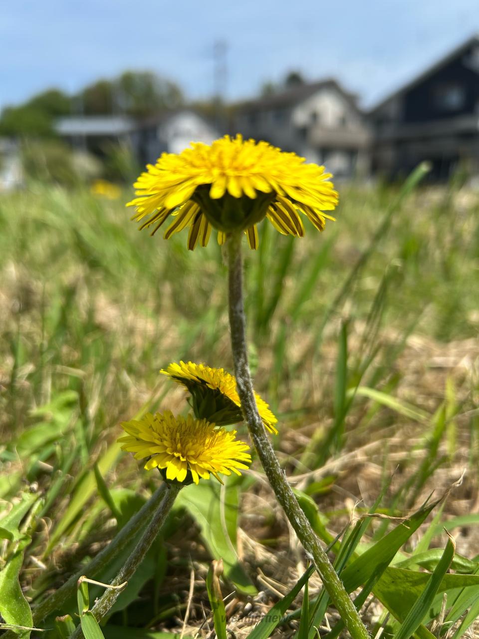二ホンタンポポを探してみよう🔍 注目の空の写真 ウェザーニュース