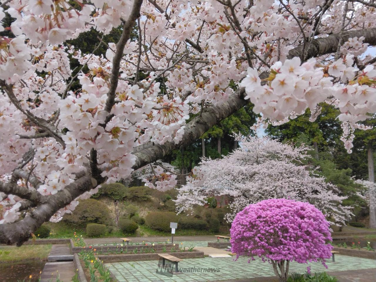 水源池公園の花見・桜情報【2025】｜ウェザーニュース