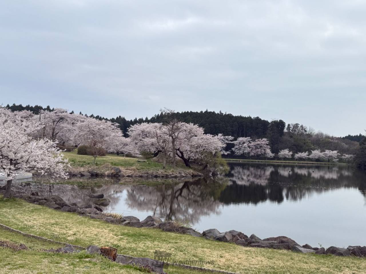 勢至公園の花見・桜情報【2026】｜ウェザーニュース