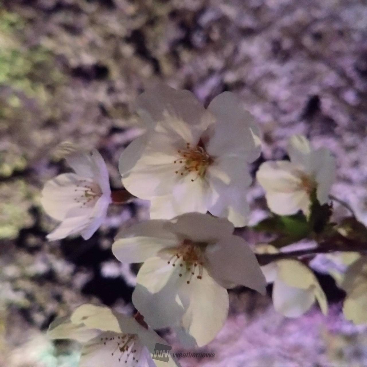 速報 桜開花状況】東京の桜が「満開」 平年より9日、去年より5日