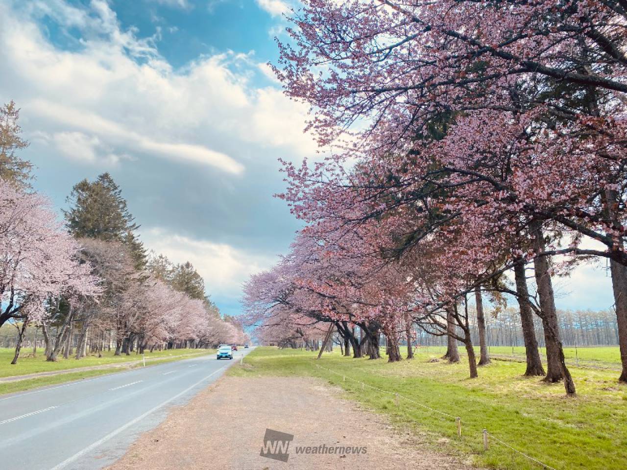 桜満開 二十間道路桜並木の花見・桜情報【2025】｜ウェザーニュース