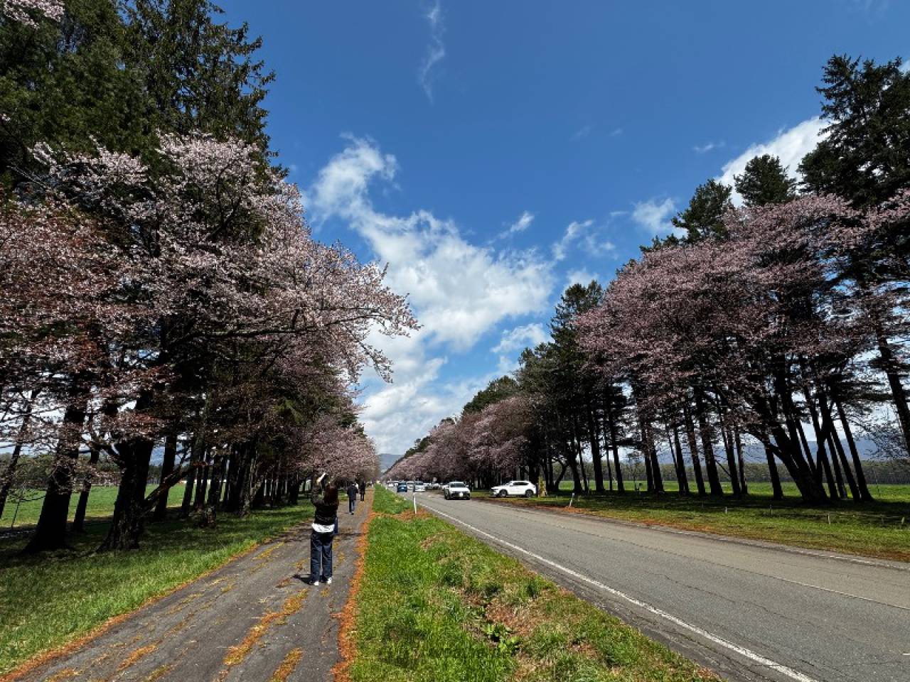 WS 地上230メートル 桜小路きな子 SP 2枚セット WS 地上230メートル 桜小路きな子 SP 2枚セット WS 地上230
