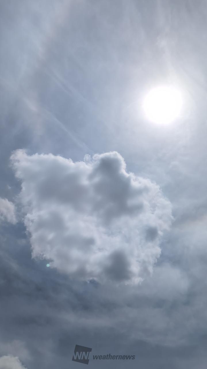 ｹﾞﾘﾗ雷雨白っ...