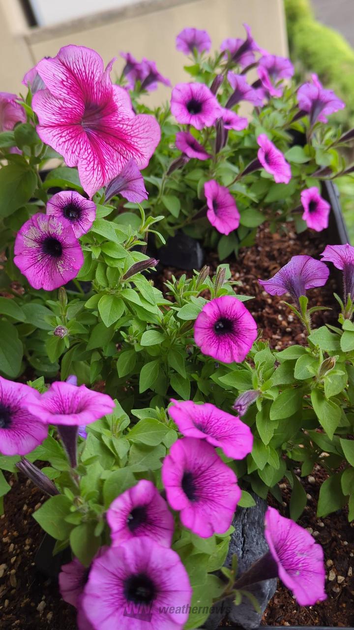 サフィニア！大分花...