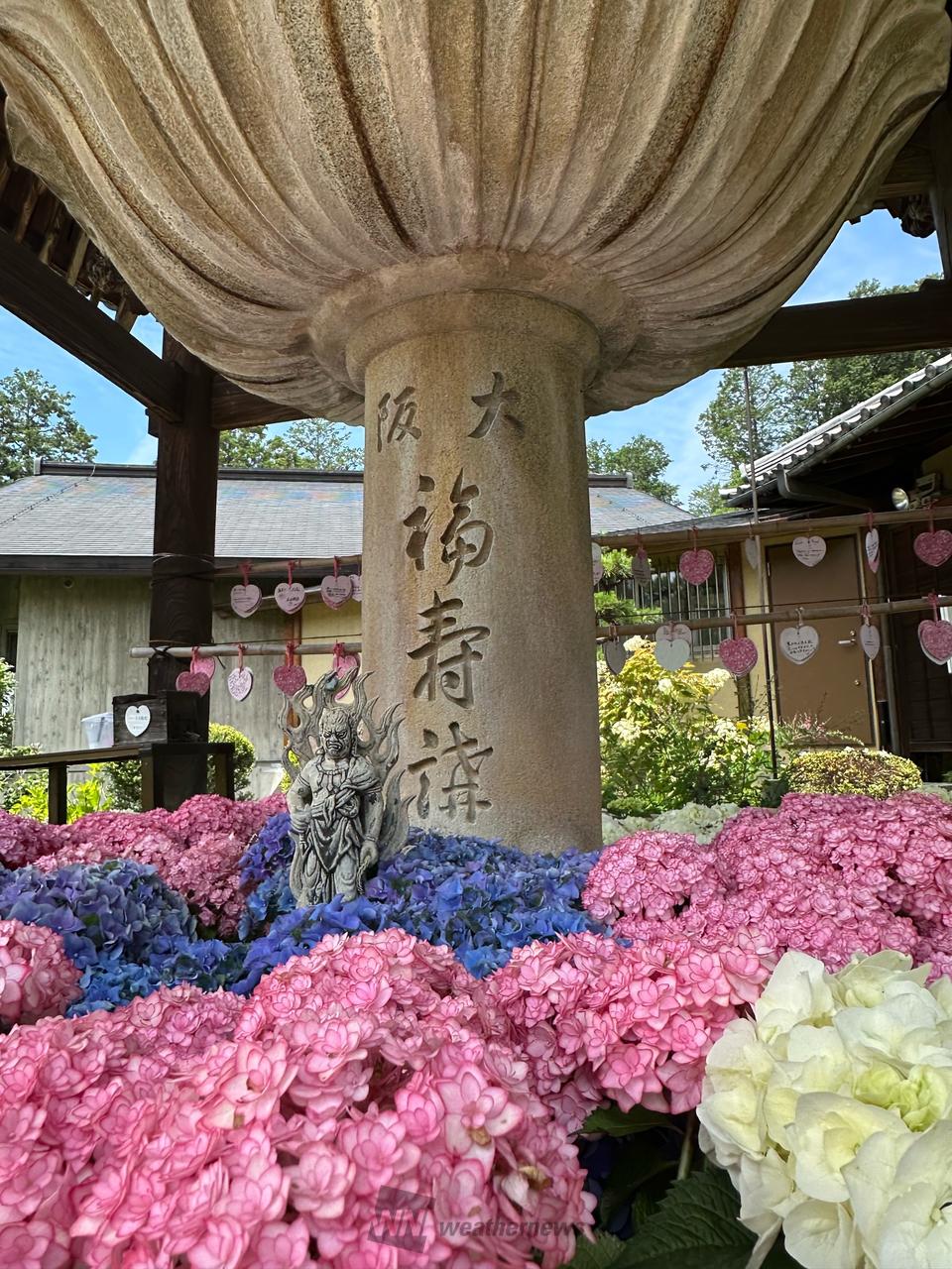 💠💠三室戸寺の紫陽...