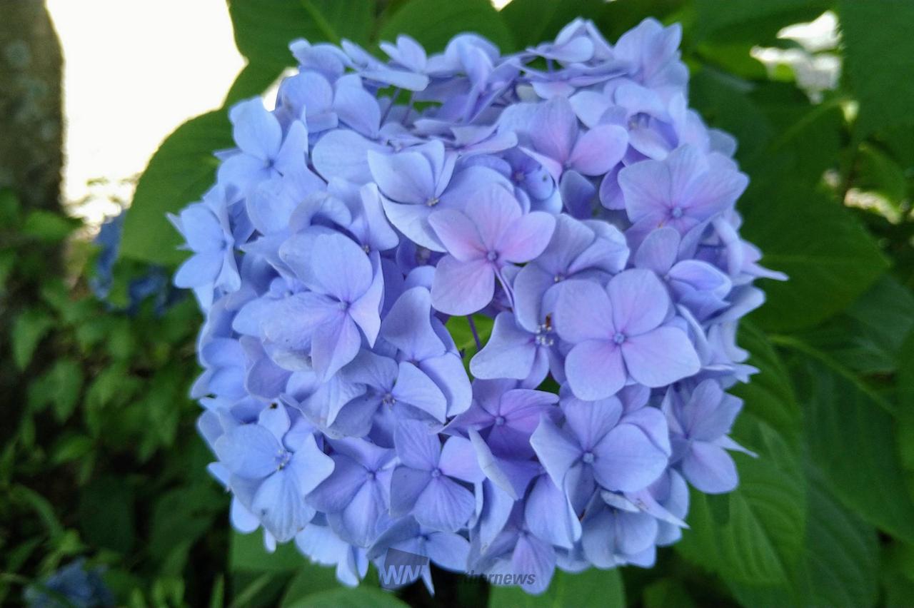 高知県立牧野植物園...