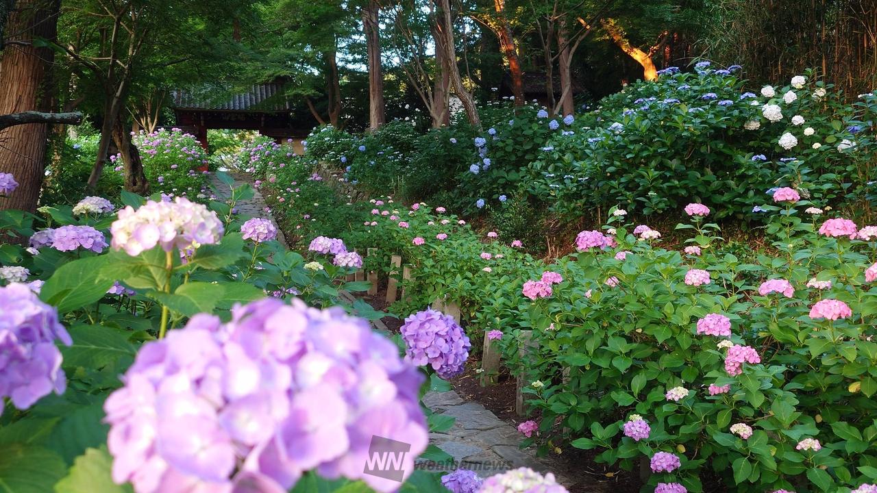 本光寺の参道が花が...