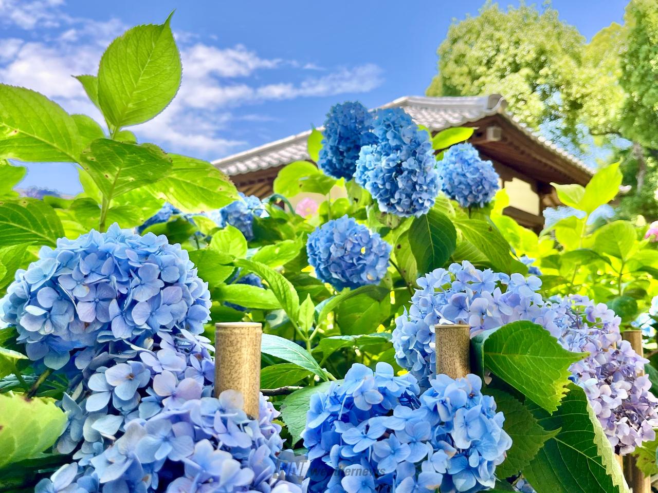 藤森神社の紫陽花苑...