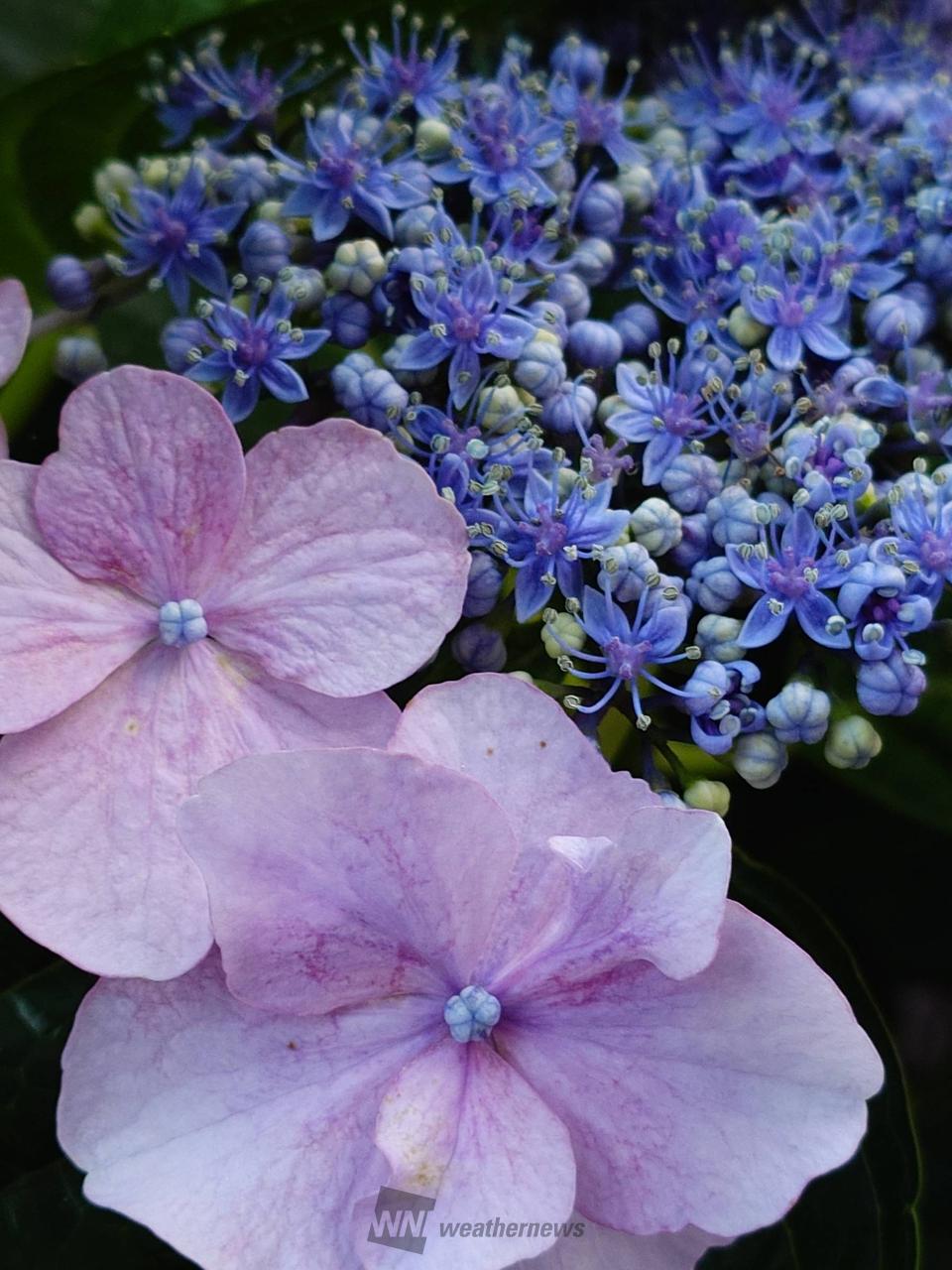 うだるような暑さの...