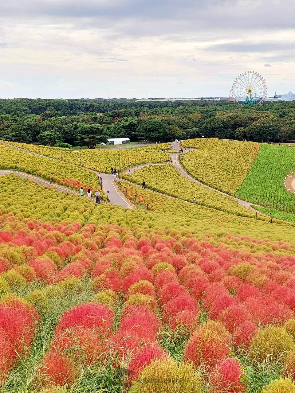 国営ひたち海浜公園(ibaraki)の紅葉見頃情報 - 紅葉Ch. | d