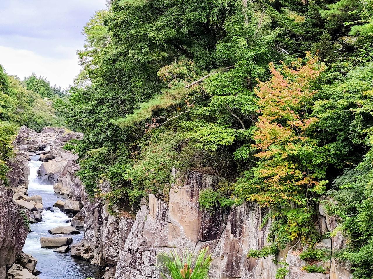 北の蝦夷 黄色く紅葉する ミズナラ 大苗 1メートル50センチ 大小セット