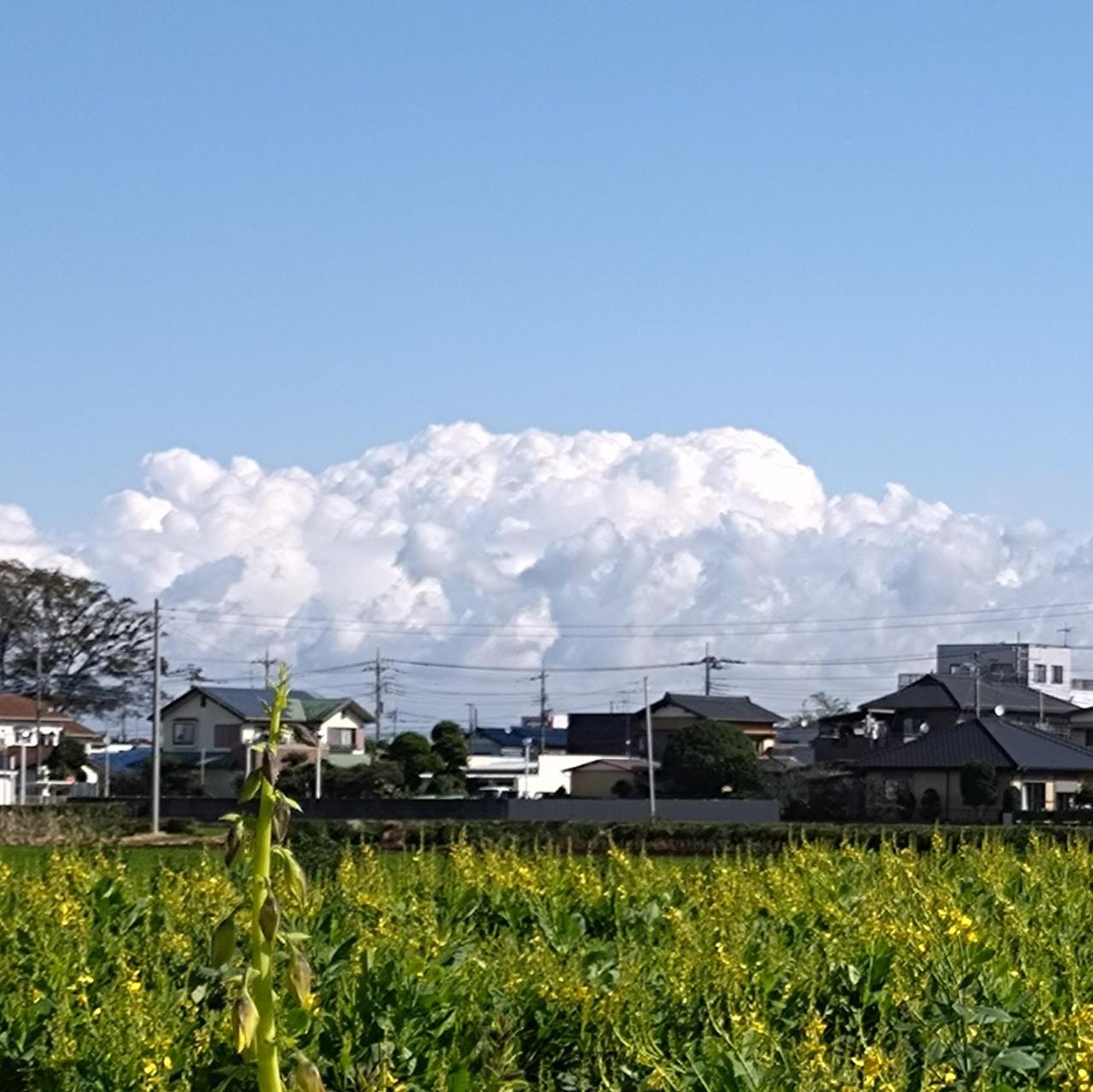 洒落雲様　ご確認用 ポコポコモコモコ秋の雲 注目の空の写真 ウェザーニュース
