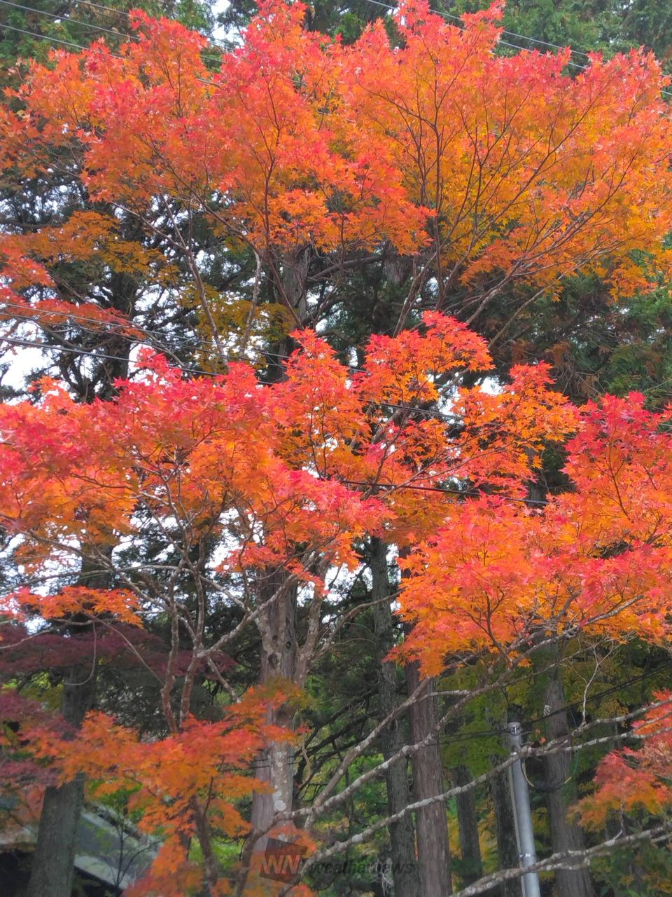 箱根 長安寺の紅葉情報【2025】 - ウェザーニュース