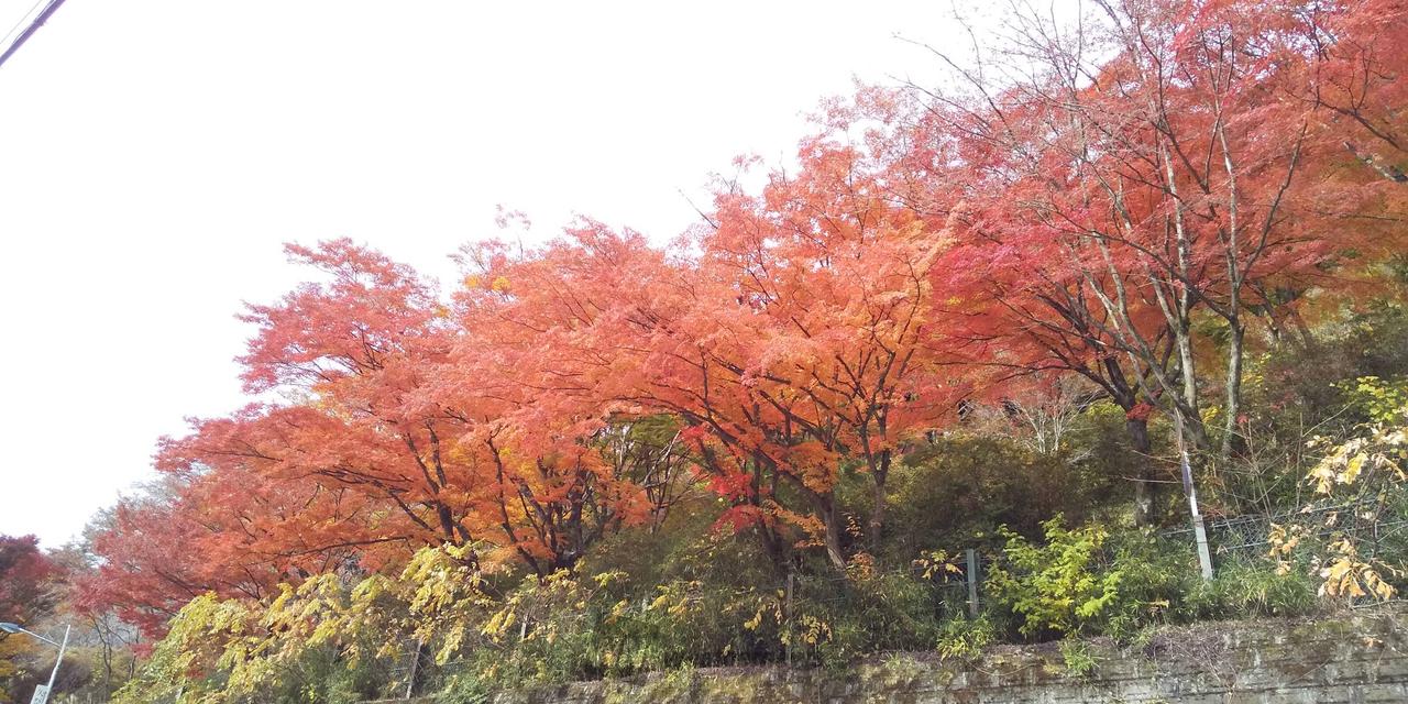 紅葉 プロフ必読さん 確認用 矢祭山公園の紅葉情報【2025】 - ウェザーニュース