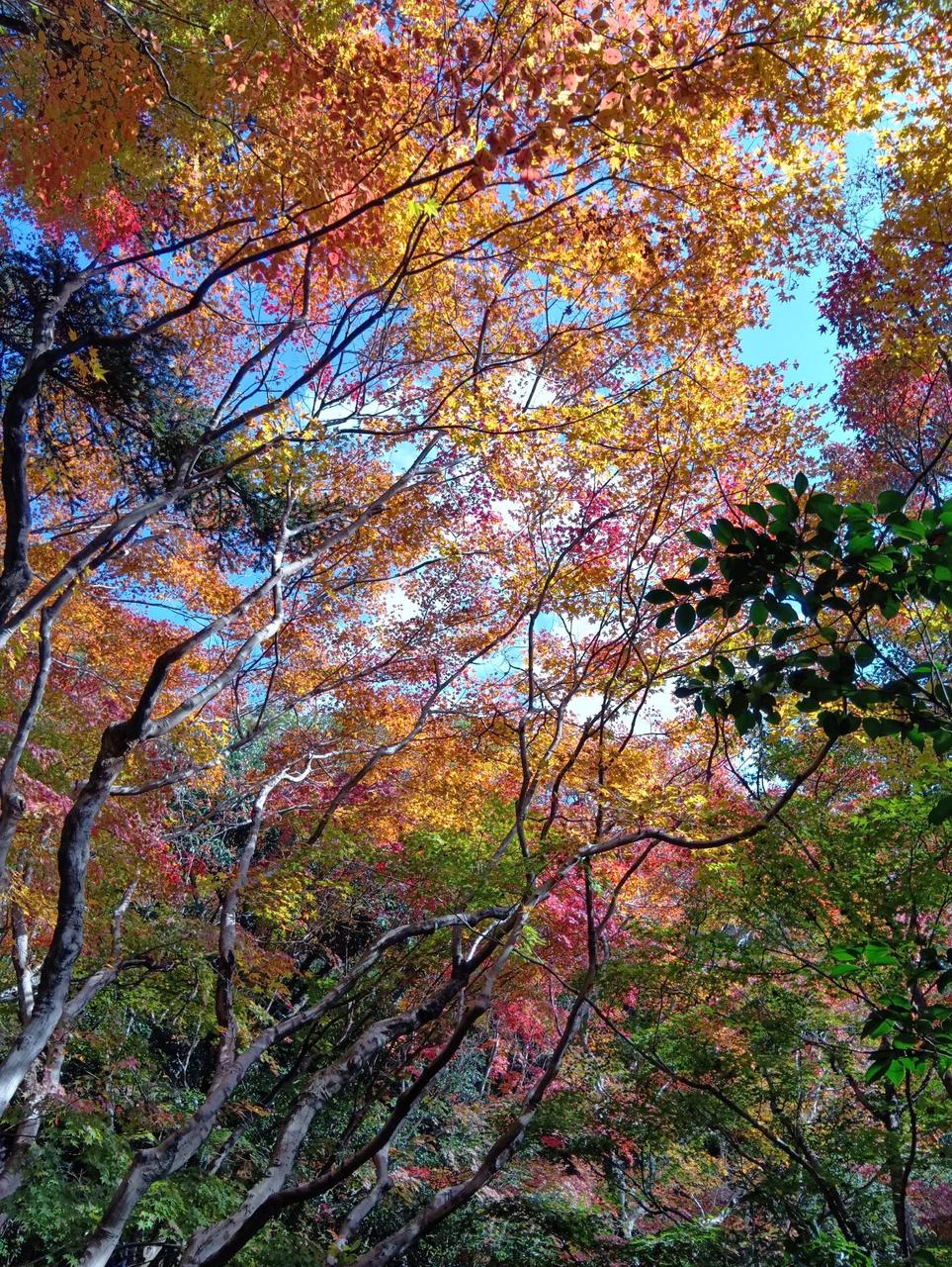 紅葉情報【2025】今見頃がわかる - ウェザーニュース