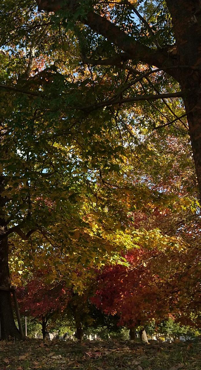 紅葉の始まりです 色づきの早い種類の木は | 千葉県君津市 | -いそっぴ
